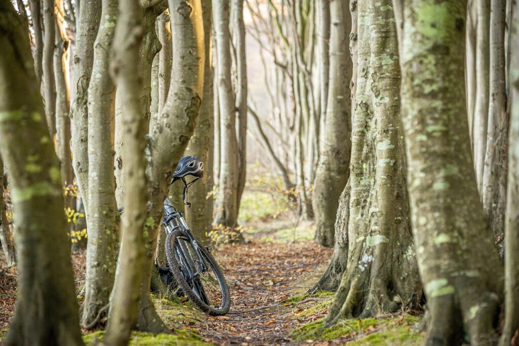 Beneficios de desconectar en la naturaleza